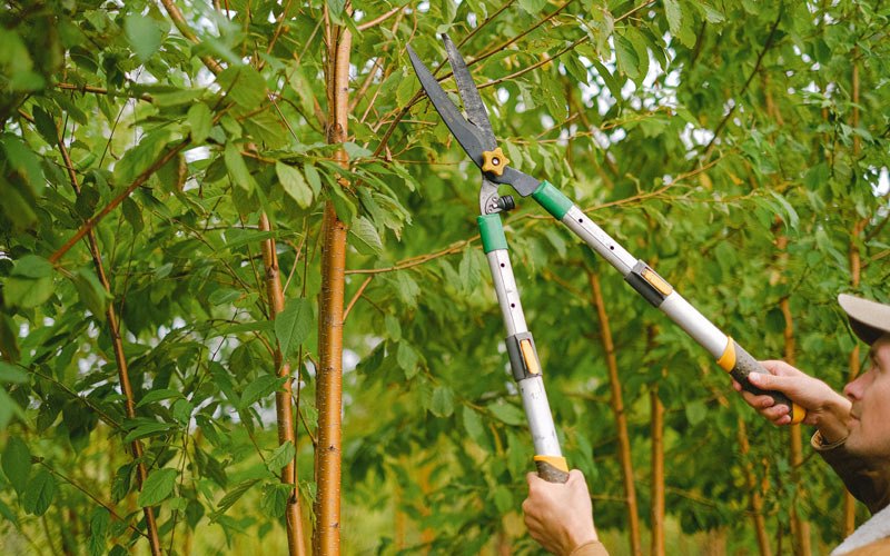 Tree trimming in Bentley, KS