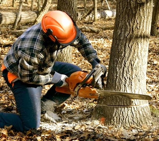 Tree Removal in Bentley, KS